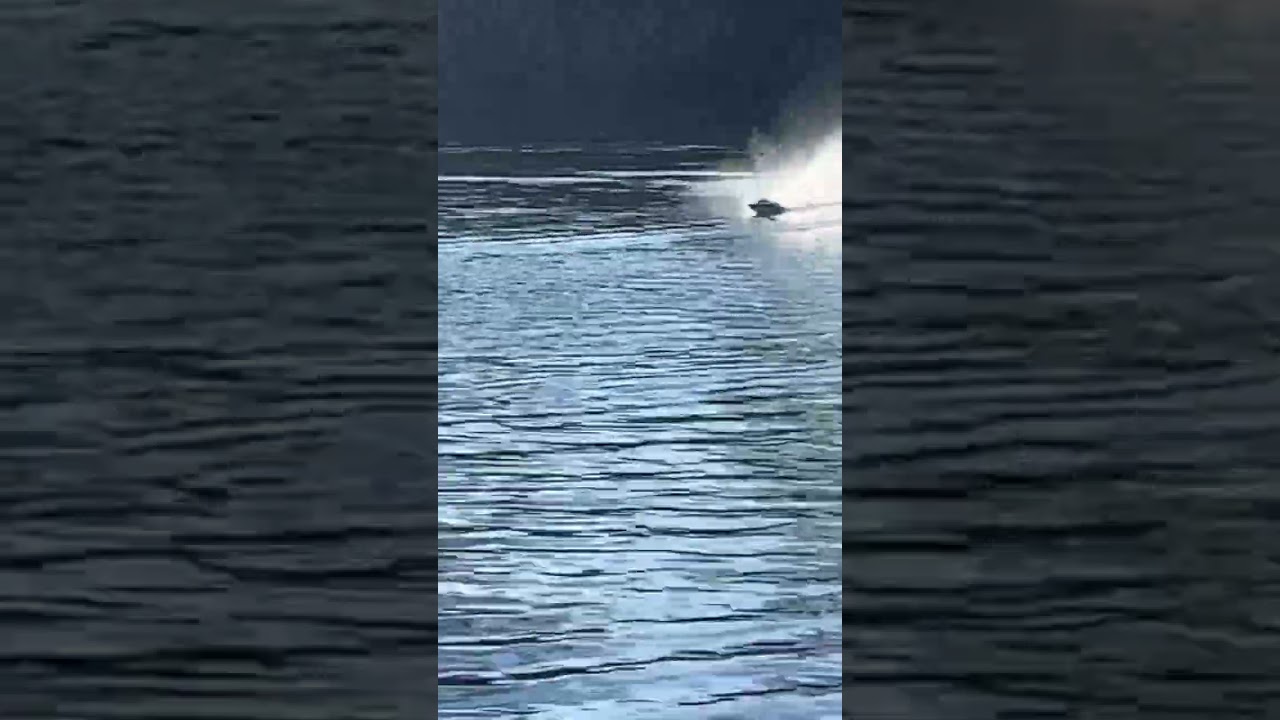 SPEED BOAT🤘🏽 RC GANG VORARLBERG ‼️ #rc #boot #water