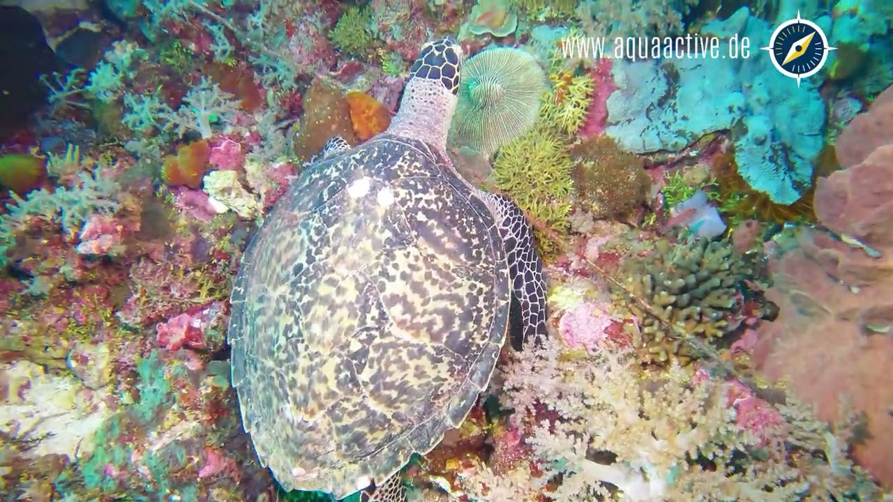 Tauchsafari mit der Emperor Harmoni - Bandasee von Achim Goldmann Abenteuer von Maumere bis Ambon