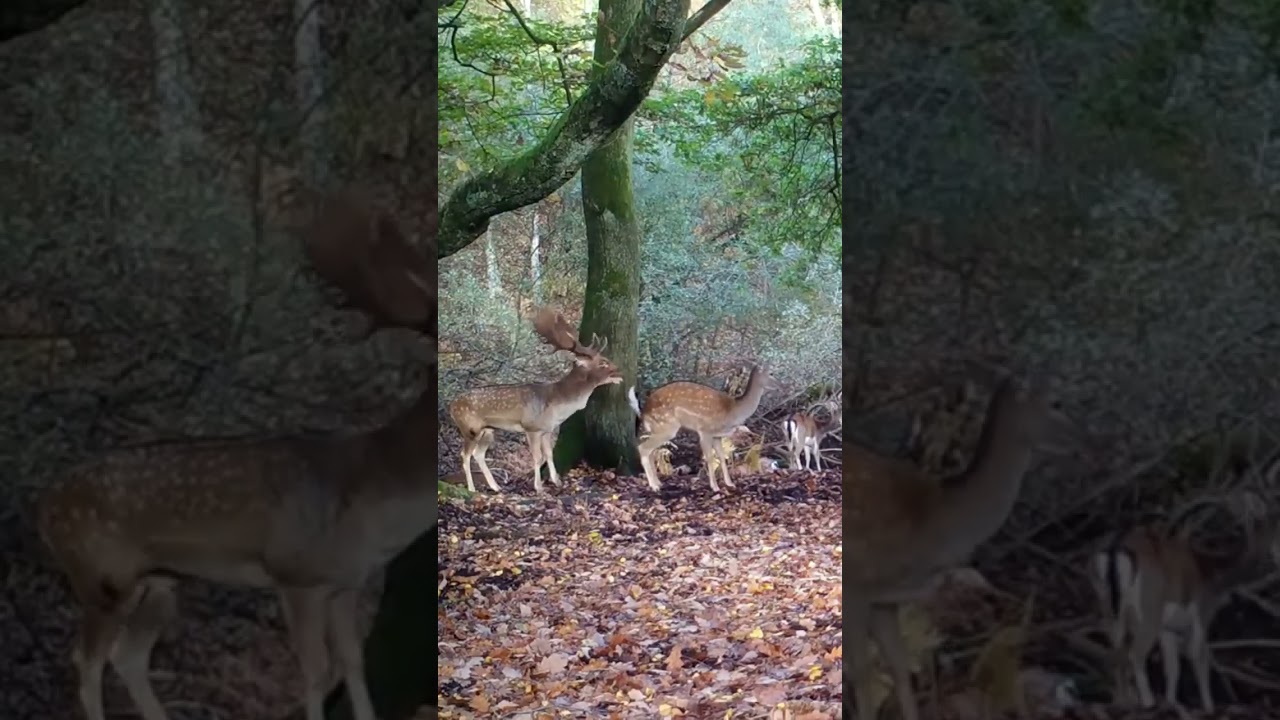 Buck Mr. lover lover❣️❤️ | Deer mates two females #shorts #viral #shortsvideo #wildanimals #deer