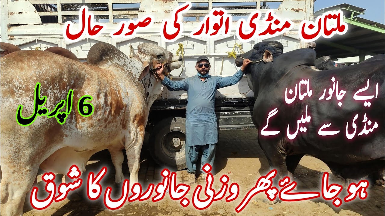 Ho jy Heavy Weight Bachroo ka ShouQ in Multan Cow Mandi latest Fresh Update