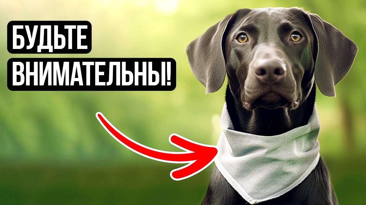 Интригующая собака разоблачена: Предупреждение + Невероятные факты!