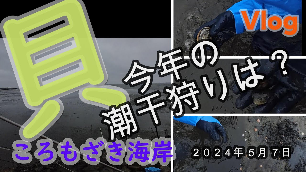 【愛知県潮干狩り】ころもざき海岸潮干狩り場　今年初潮干狩りは？　２０２４．５．７