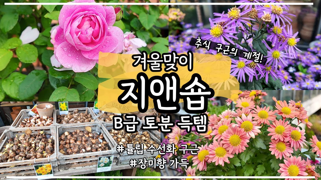 추워질 때 방문하는 지앤숍ㅣ저렴한 토분 득탬ㅣ새로 입고된 식물 쇼핑ㅣ추식 구근 튤립과 수선화 심기