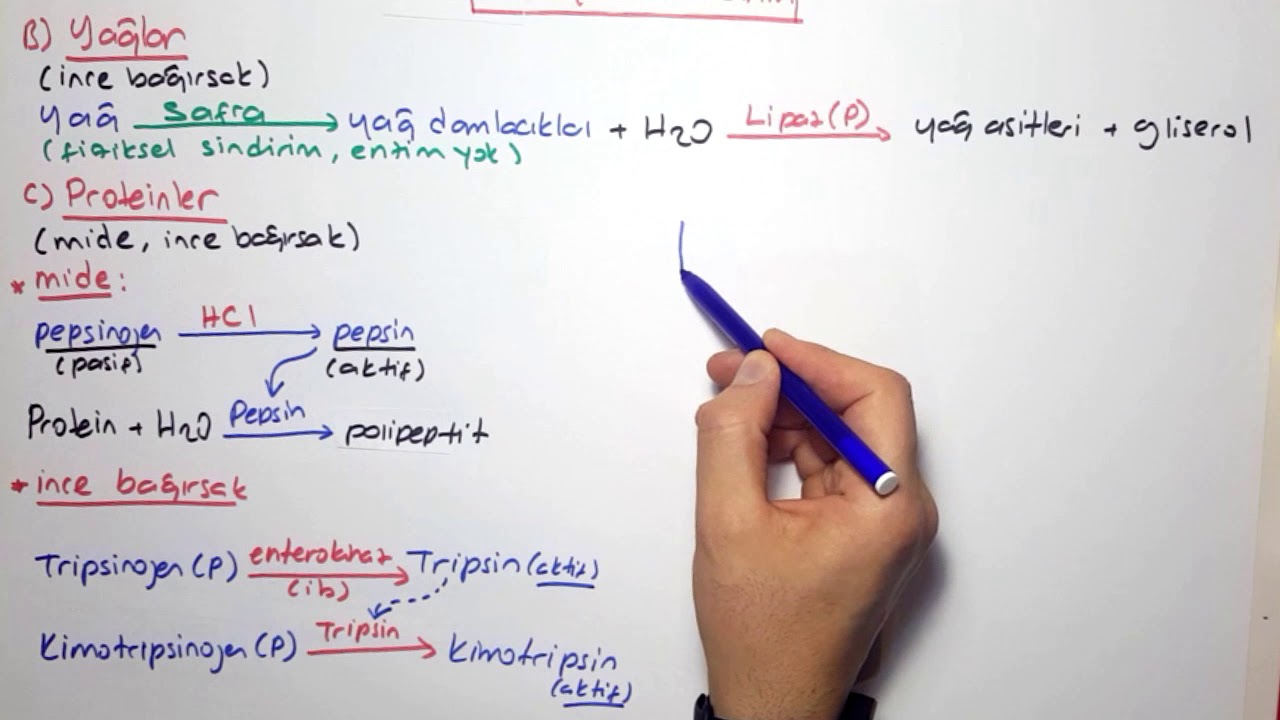 Kimyasal sindirim (yağlar ve proteinler)