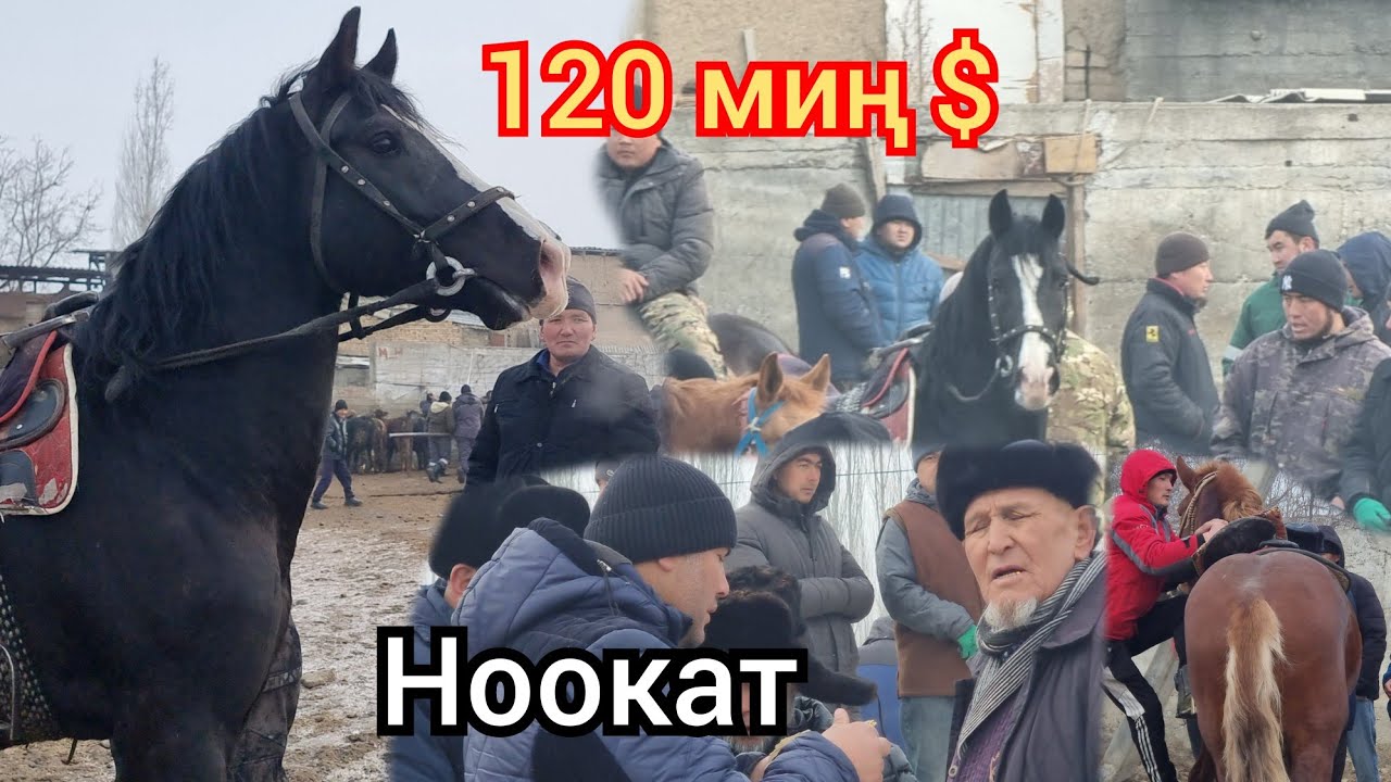 Базары Кайнаган Ноокат ЖЫЛКЫ Базары 19- январь  Ат арзан