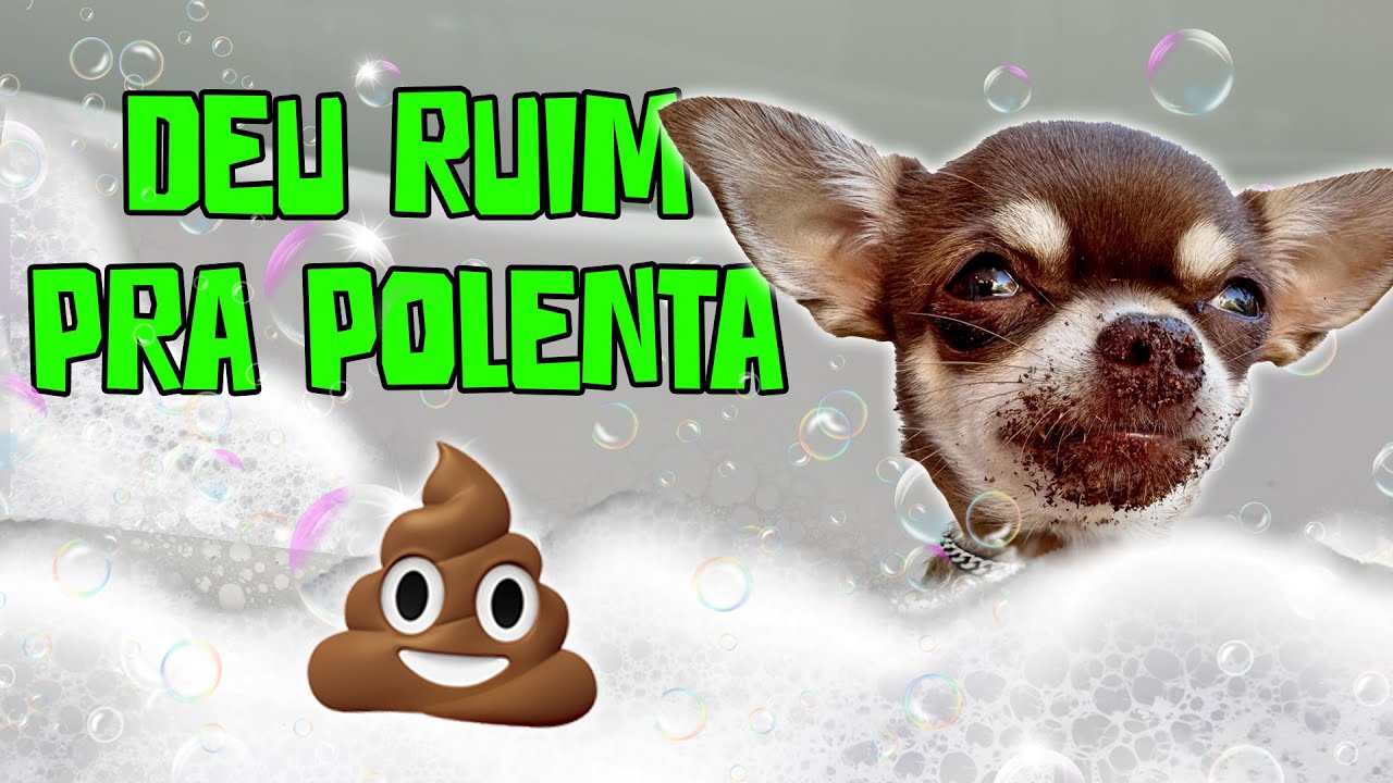 POLENTA SE SUJOU INTEIRA DE ESTRUME E FOI PARAR NO BANHO!