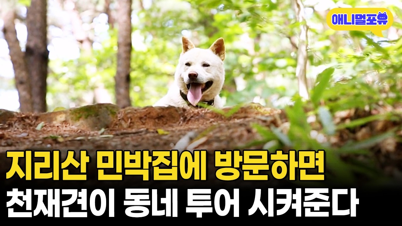 일부러 천재견 보려고 지리산에 찾아오는 손님들도 있다는데..!ㅣKBS 동물극장 단짝 150727 방송