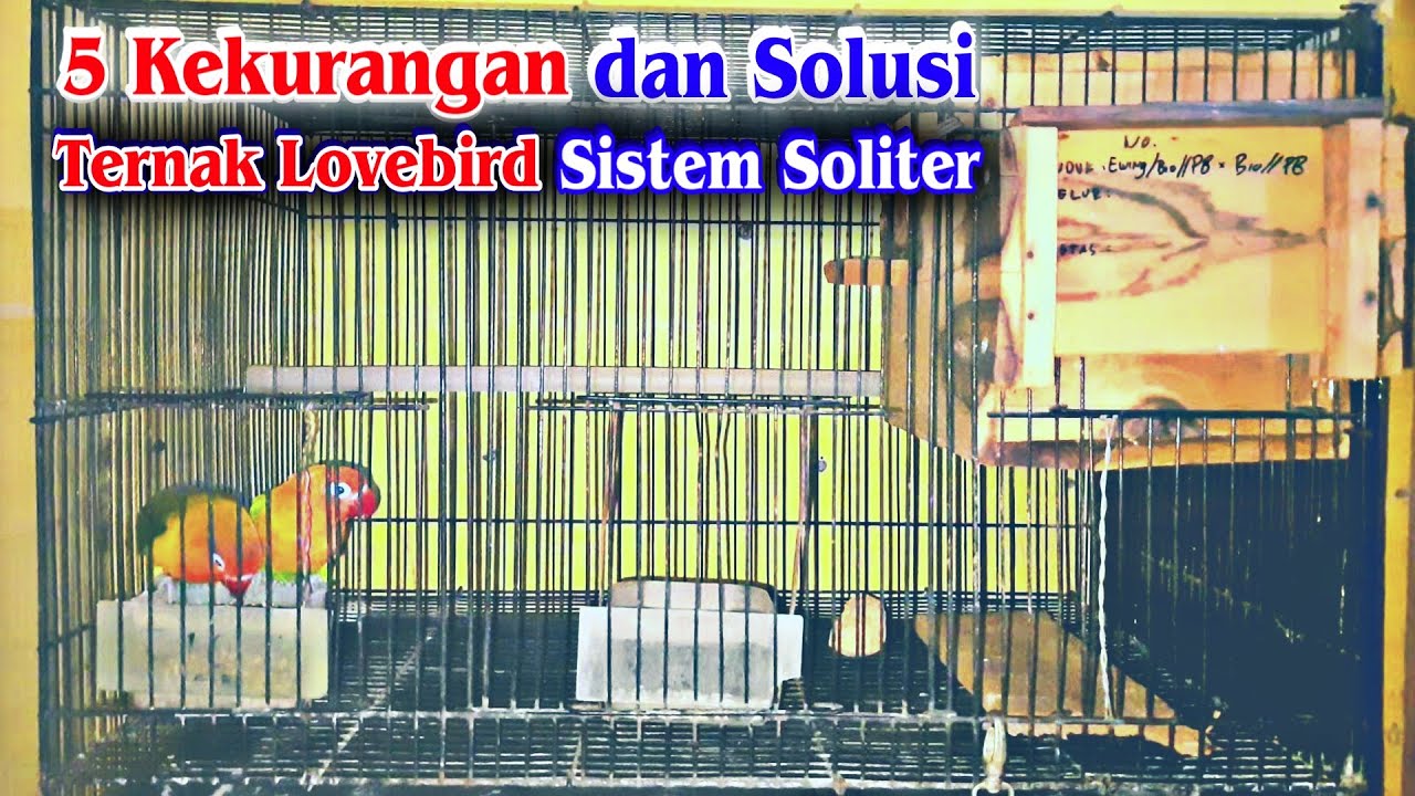 5 Kekurangan dan Solusi Ternak Burung Lovebird Sistem Soliter di Kandang Baterai Kotak
