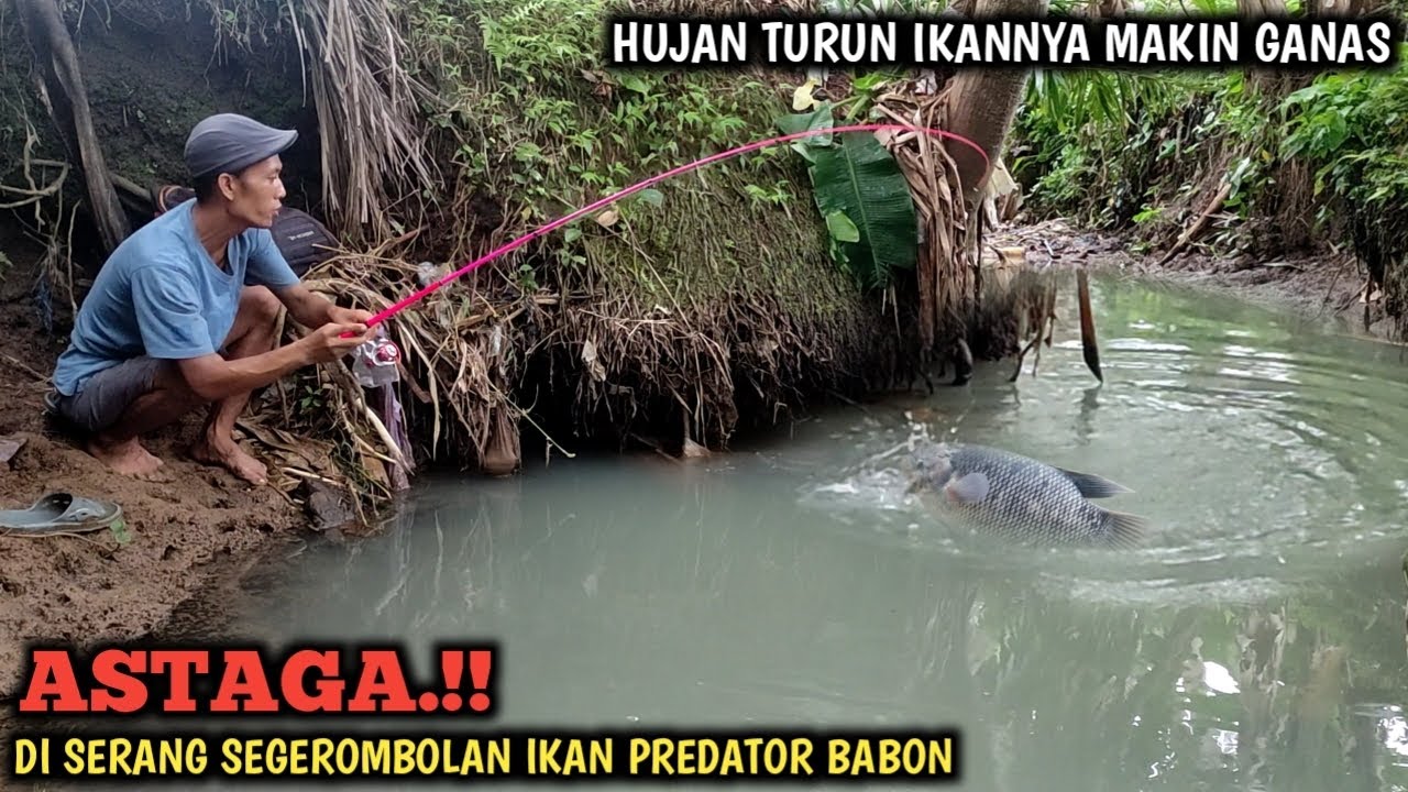 YA AMPUN.!! MANCING IKAN GURAMEH DI SUNGAI INI BIKIN LUPA SEGALANYA || HUJAN² IKAN TAMBAH GANAS BRO