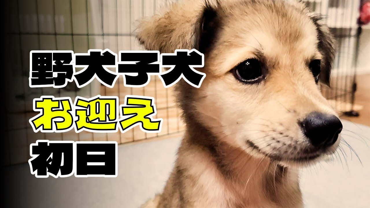 【野犬保護犬】子犬お迎え初日の記録