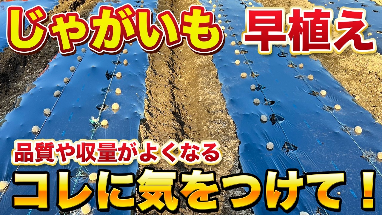 【じゃがいも栽培】早植えをすると品質や収量がアップします！コレだけは絶対にしないでください！