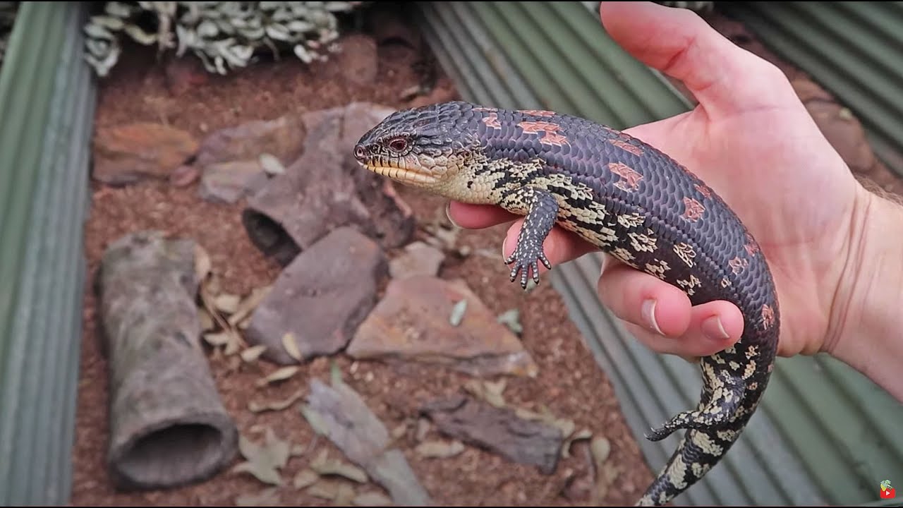 NEW OUTDOOR REPTILE PITS