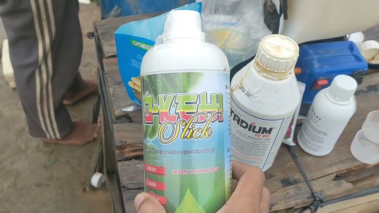 CMK LOLAY 36 SEMPROT KE TIGA BELAS 58 HST..