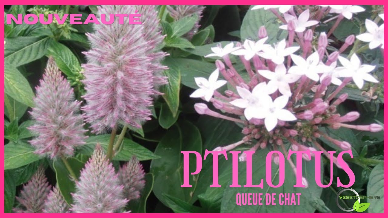 Queue de Minet, Ptilotus, Mulla mulla #mulla #vegetosphere #ptilotus