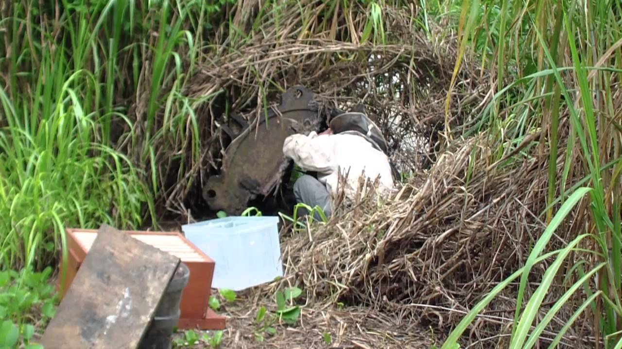 Transfert de colonie d'abeilles sauvages aux Seychelles