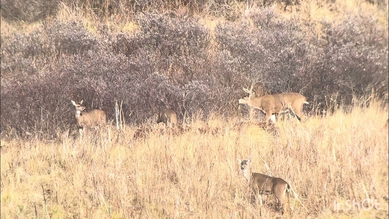&ldquo;300 PRC Drops Blacktail Deer at 300 Yards | Shot Caught on Camera&rdquo;