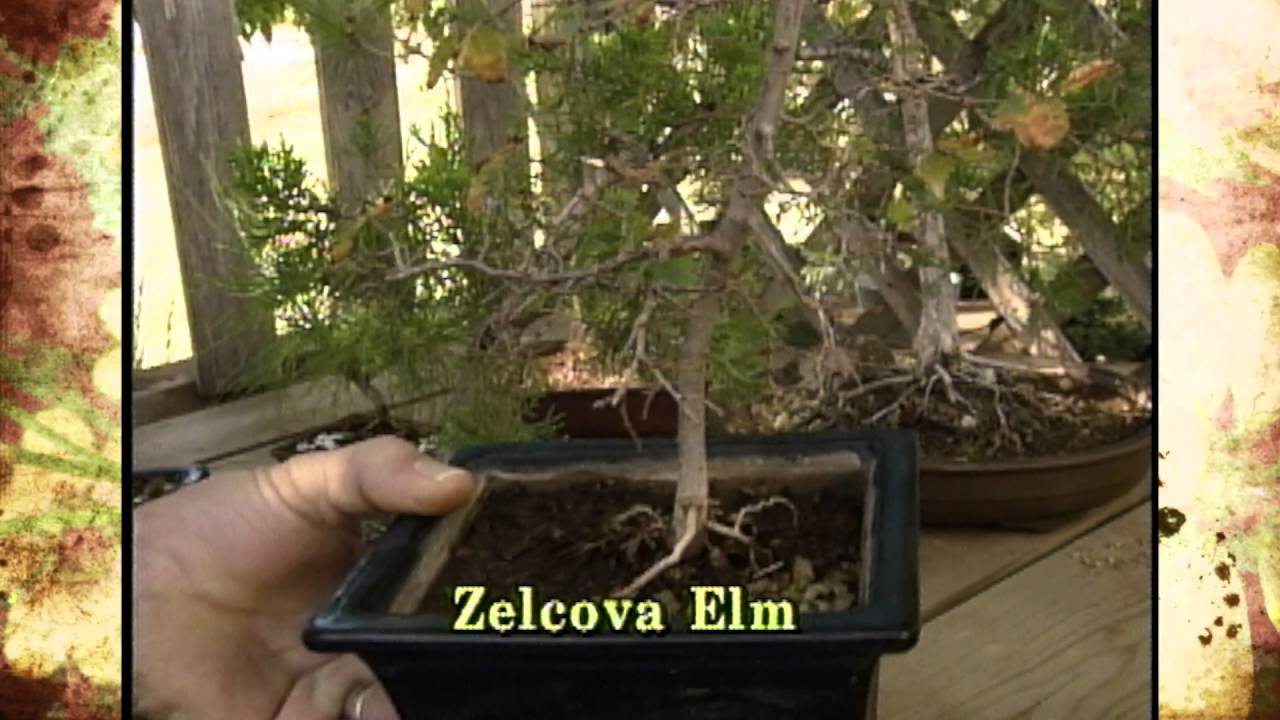 Bonsai and Native Trees