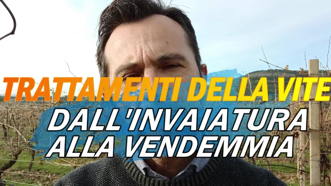 Dall'invaiatura alla vendemmia: patogeni e parassiti da controllare.