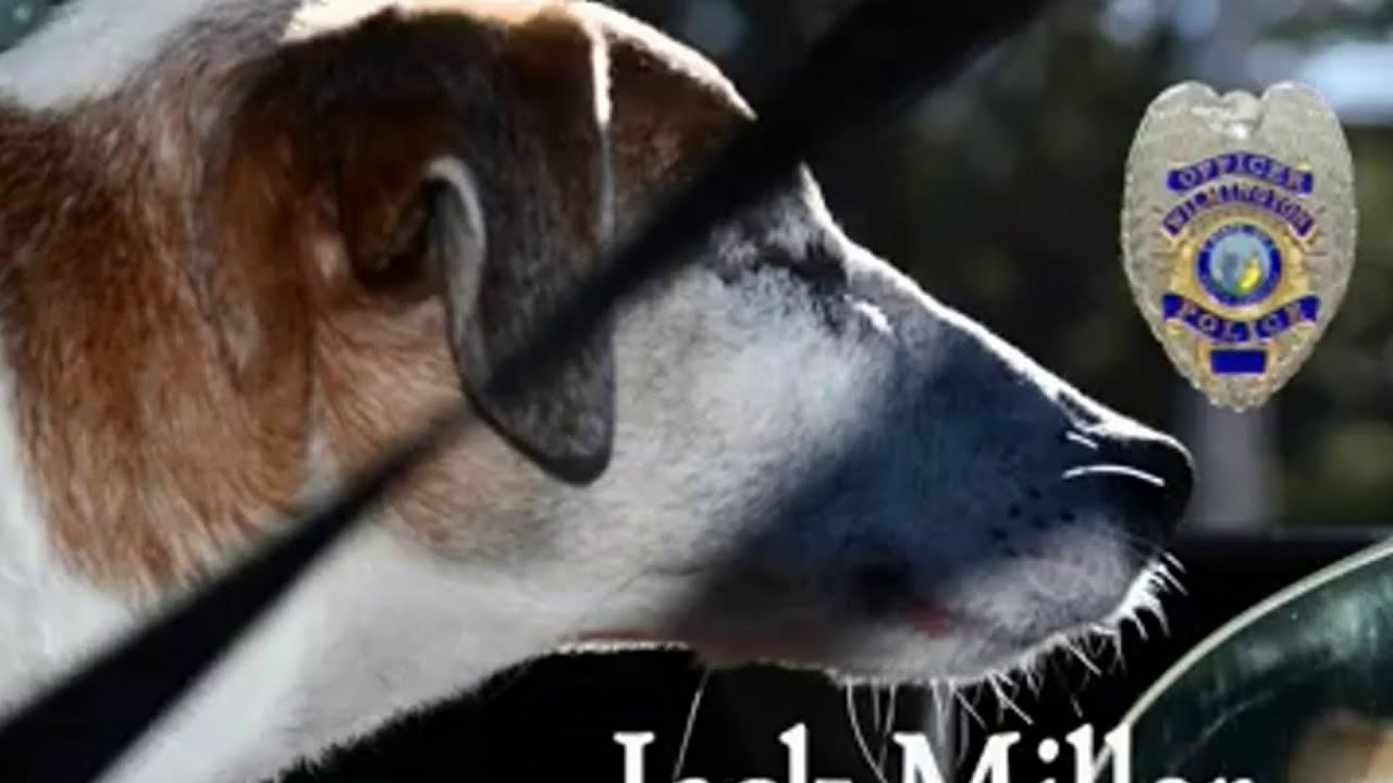 Viral Videos: cat on catwalk, honorary K9