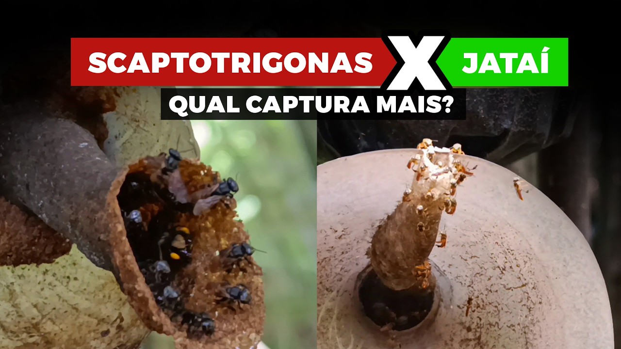 27 capturas de abelhas sem ferrão. Scaptotrigonas força total