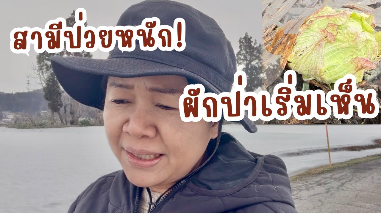 สามีป่วยหนักอาจได้ออกงาน ผักป่าเริ่มมาแล้วบรรยากาศหลังหิมะละลาย!
