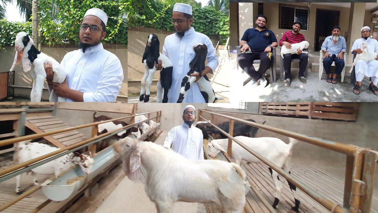 Hafeji Goat Farm Lajpor Surat Update | The Learning Space For New Farmers.