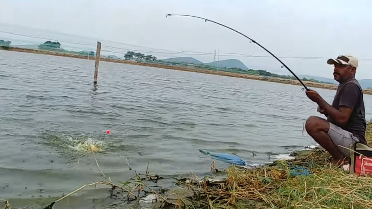 Rohu fishing | Amazing fishing | Catching rohu fishes