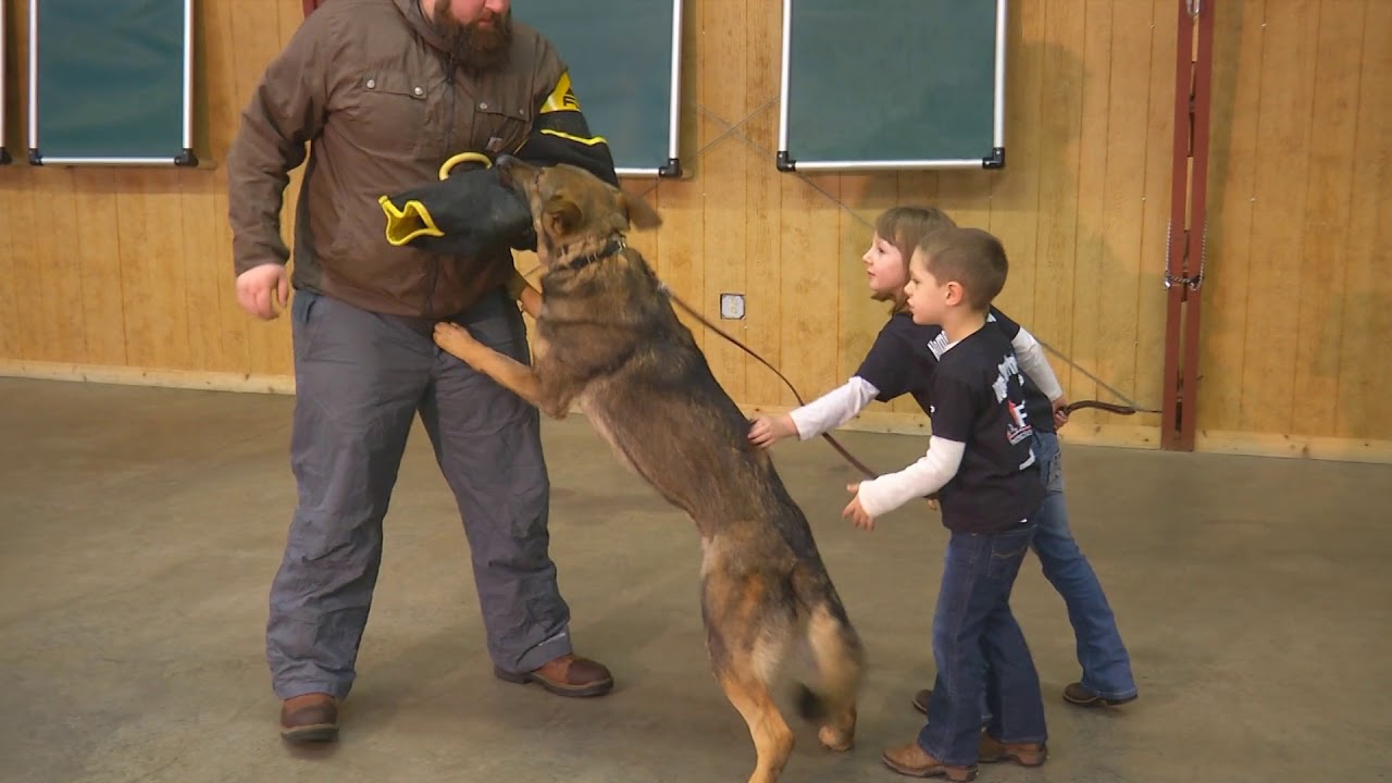 Simba von Prufenpuden 2 Yr. German Shepherd Home Raised Personal Protection Dog For Sale