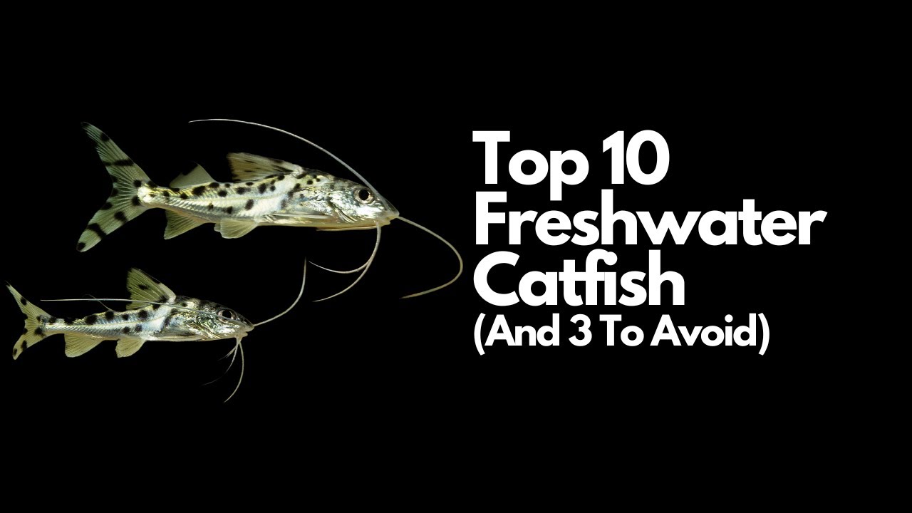 Top 10 Freshwater Catfish🐈  (And 3 To Avoid)