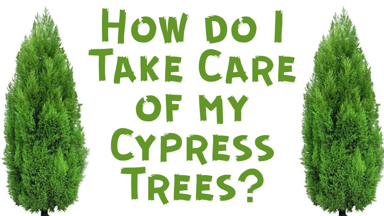 How do I Take Care of my Cypress Trees?