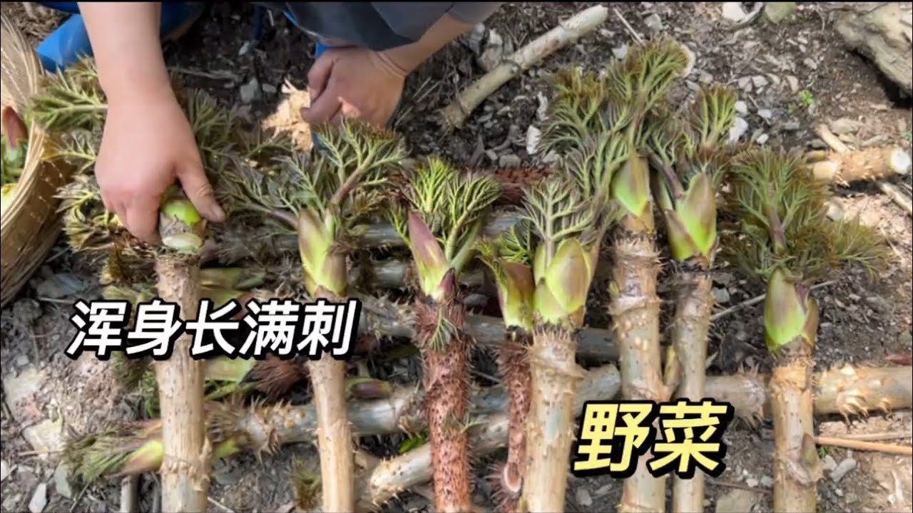 山神给姐妹开挂了吧！蕨菜变异成树，转身又遇亿年花