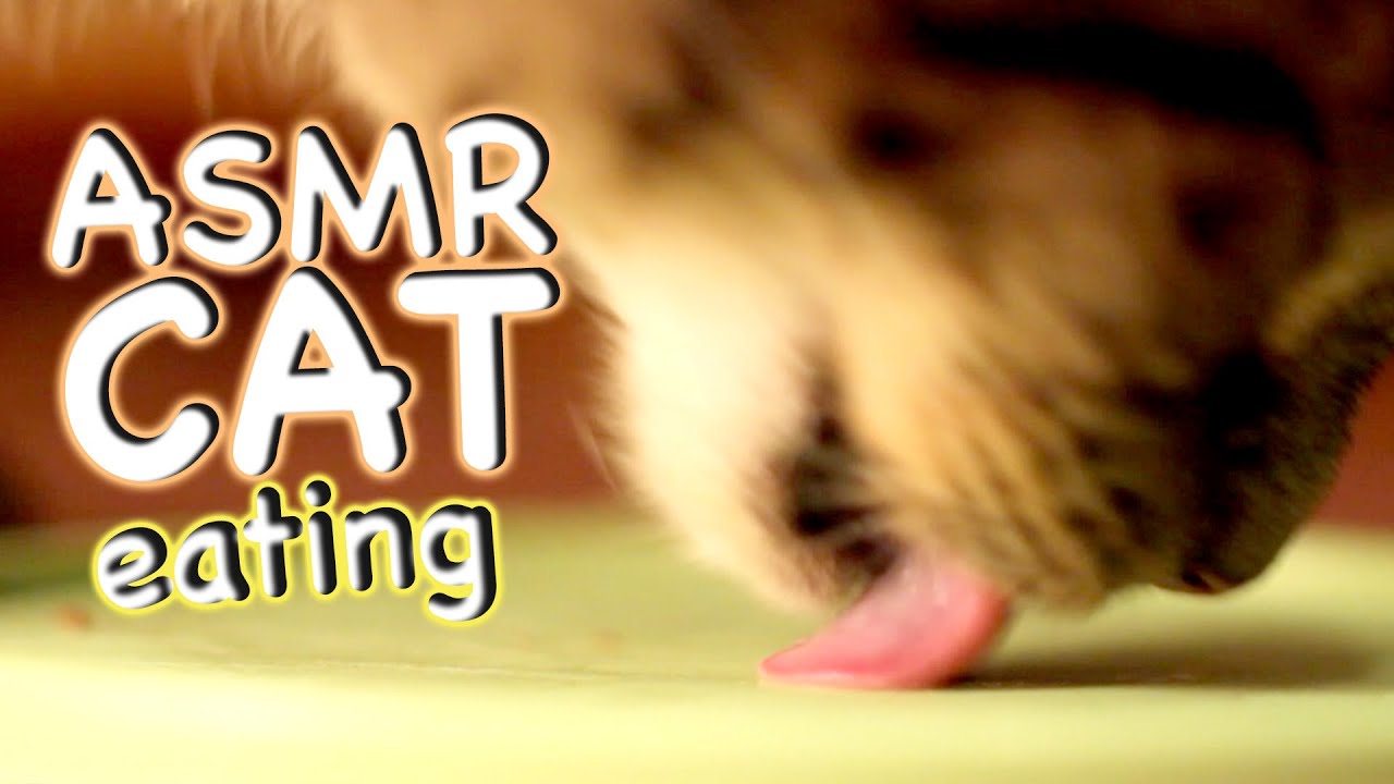 ASMR Cat - Eating #8