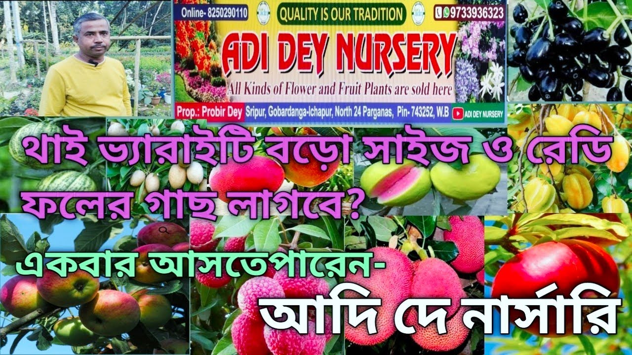 ফলসহ সমস্ত বড় গাছ পাবেন,অনলাইন সুবিধা আছে,প্রত্যেকটা গাছের চেহারা দেখুন/Adi Dey Nursery