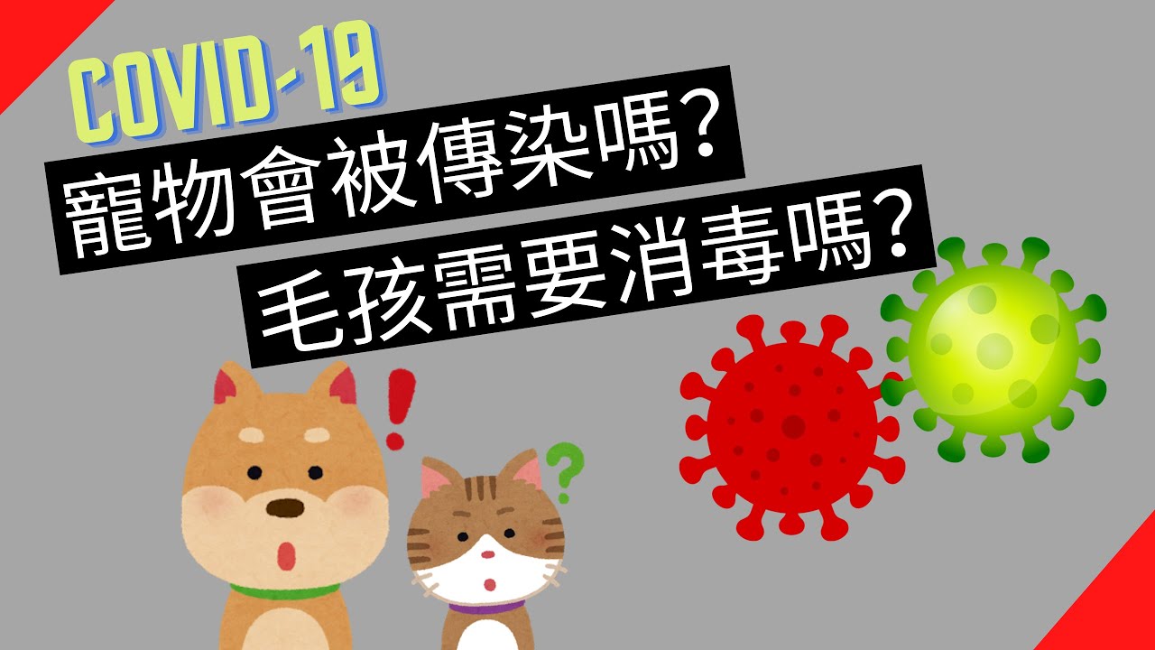 寵物需要消毒嗎？毛孩會感染新冠病毒嗎？「寵物疫情常見問題」