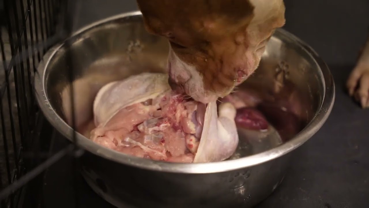 Understanding Raw Food for Dogs (Reading Food Labels)