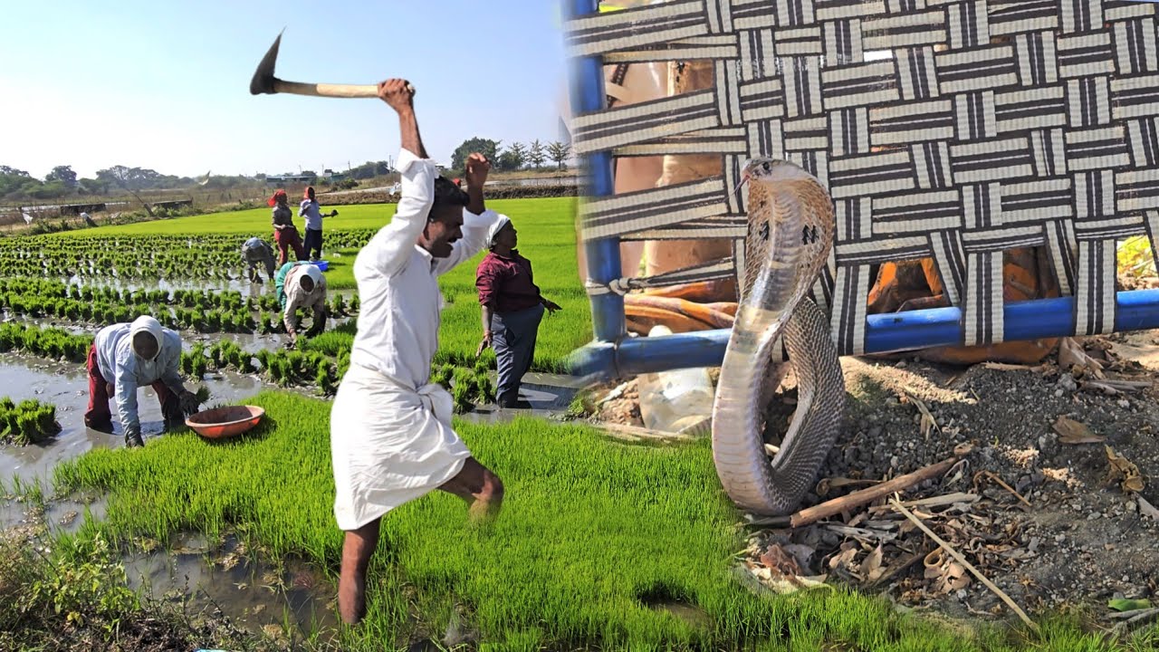 Спасение крупной пятнистой кобры || Контактный телефон Nandipet: 7396969617