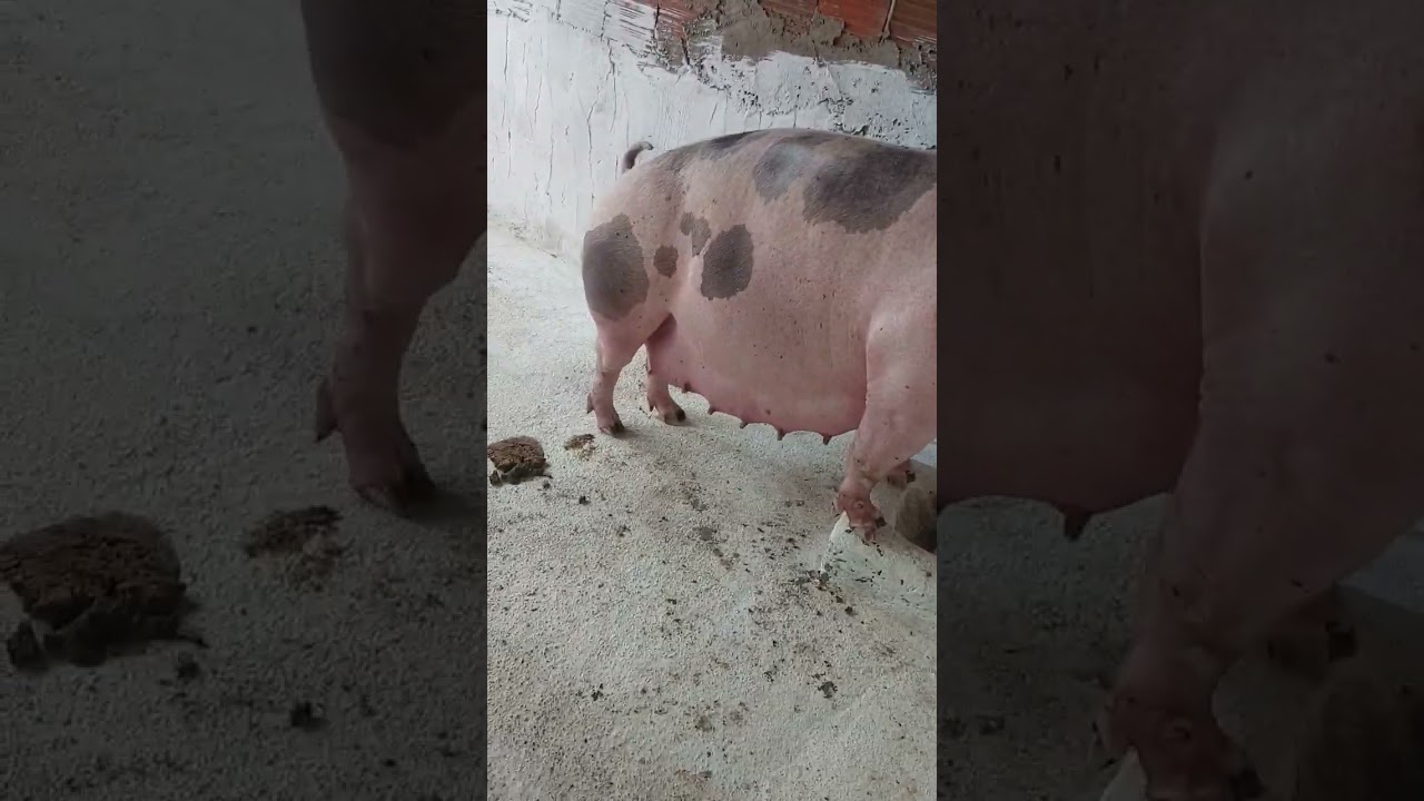 matriz#piatran#porca#pig#com 114dias de gesta&ccedil;&atilde;o suino#shorts