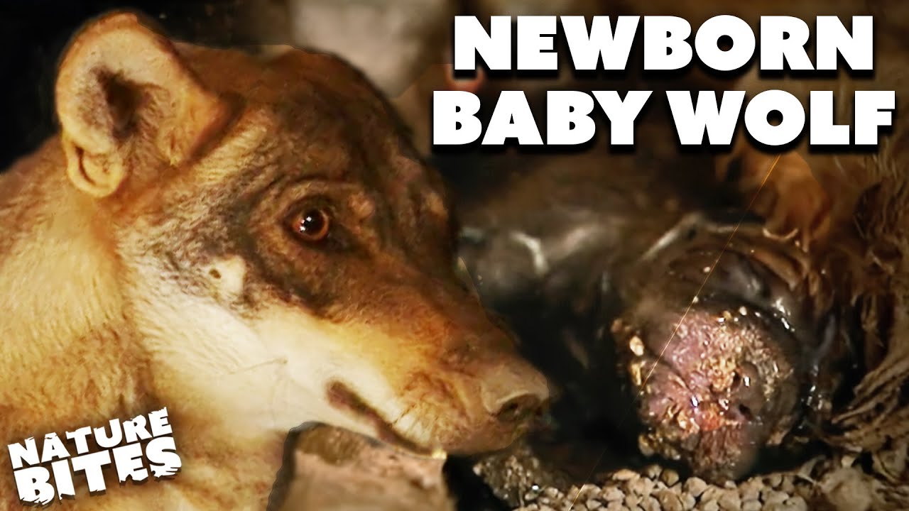 First time Wolf Mum Takes Care of Her Young | Cry Of The Wolves | Nature Bites