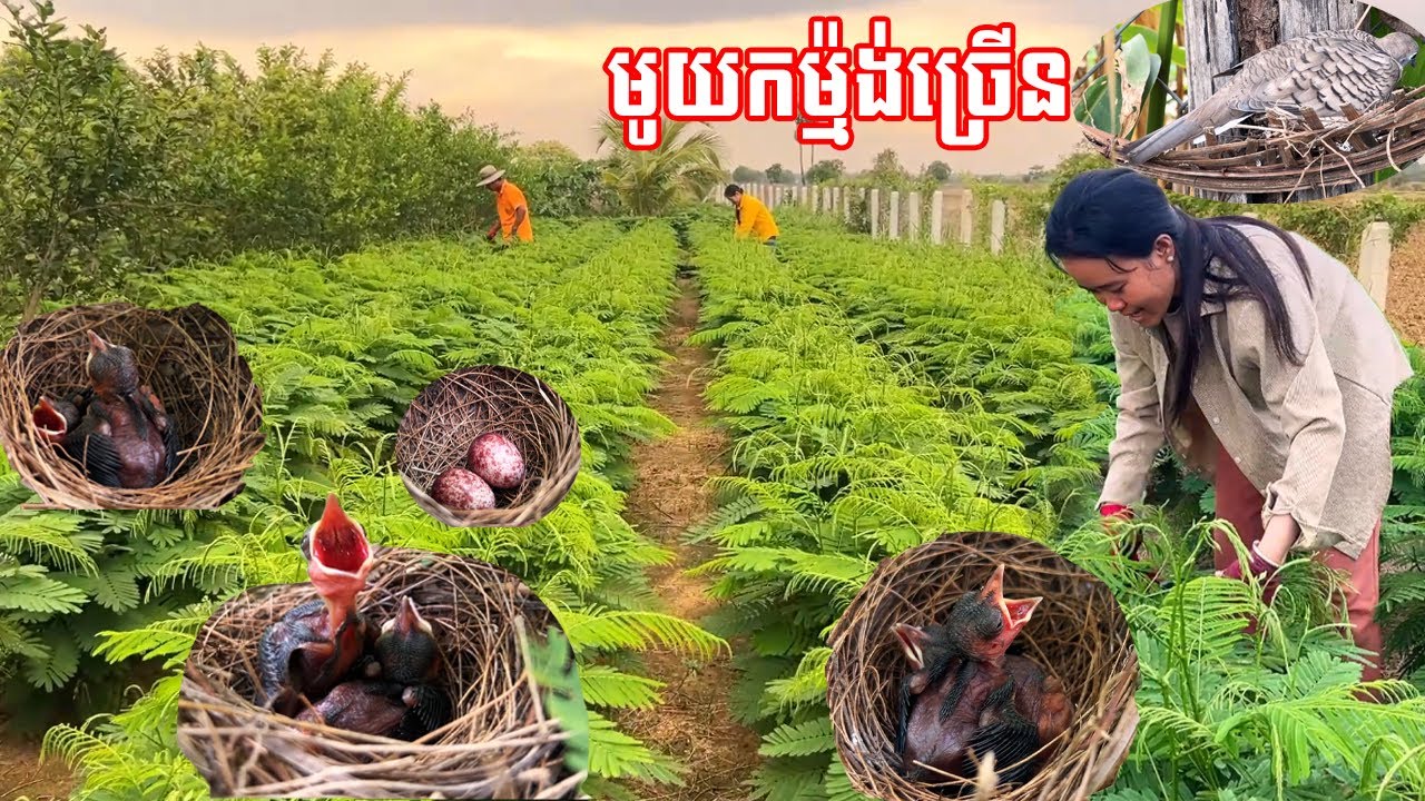 សំណាងមូយកម្ម៉ង់យកច្រើន ត្រួយនោះត្រួយ កាត់រាប់រយគីឡូ Hundreds of kilos of crops in the farm a par day