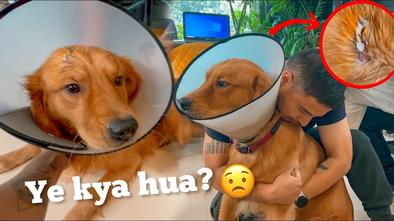 Are Makku ke saath ye kya kardiya?? 🥺😟@THE HIMALAYAN HUSKY