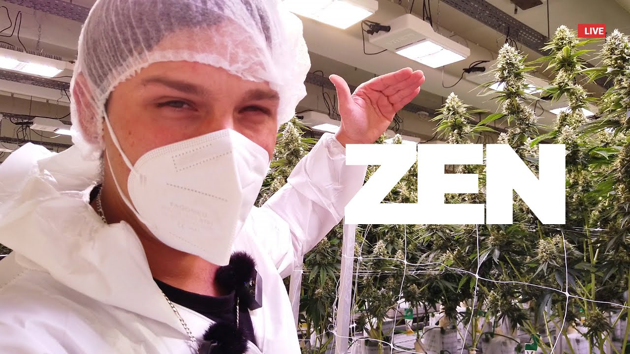 Weedland 🥦 Gorilla Zkittlez Erntezeit + Bonus SCROG-Methode & Lollipopping