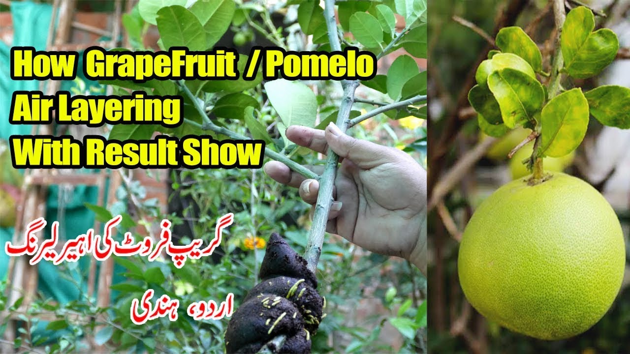 air layering grapefruit tree | Pomelo fruit with Result Update  | Gardening In Urdu Hindi