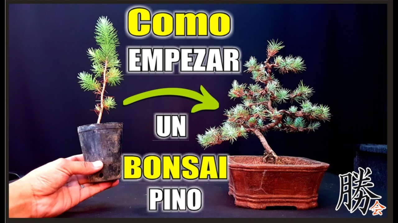 ⚠ COMO HACER UN BONSAI de PINO PINEA⚠ ✔ PODA Y PINZADO PARA RAMIFICAR!!!