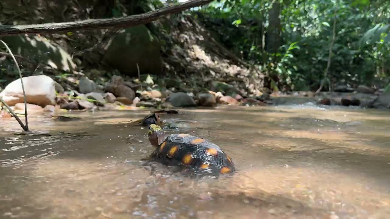Solo escucha el agua de la quebrada y relájate