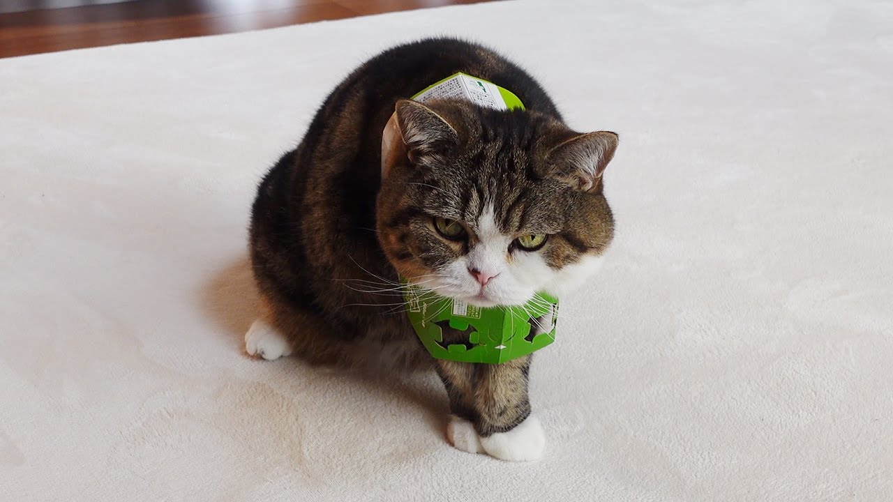 使い方を間違えちゃったねこ。-Maru's using it the wrong way.-