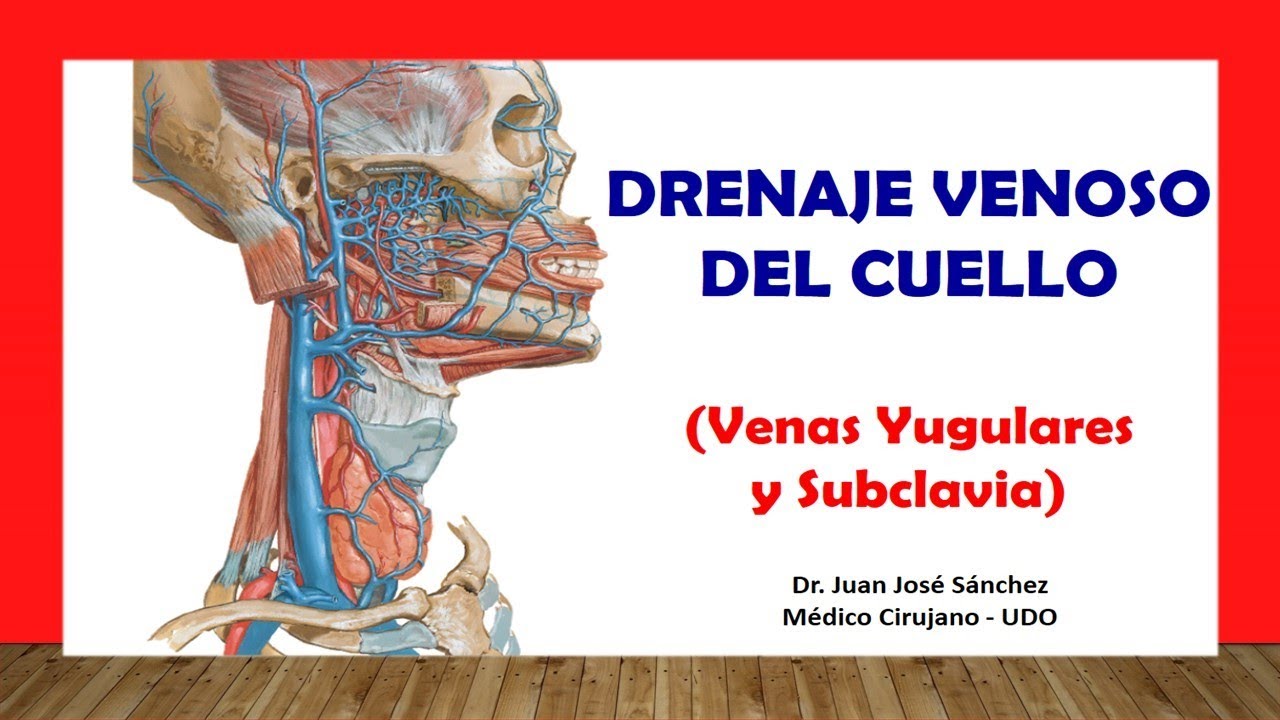 🥇 DRENAJE VENOSO DEL CUELLO - (Venas Yugular Interna, Externa, Subclavia). Fácil y Sencilla