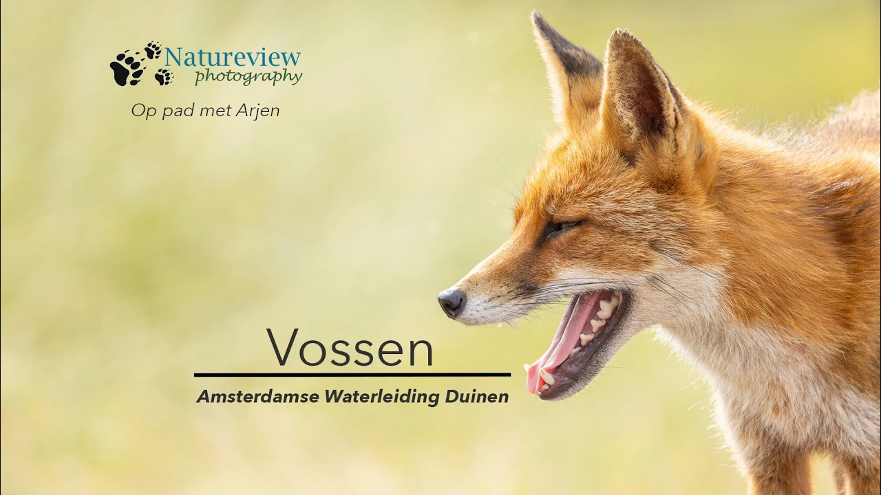 Op pad met Arjen - Vossen