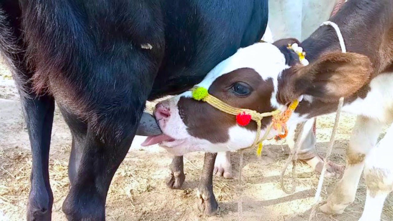 Cute Animals | very cute calf drinking goat milk 🥰😋