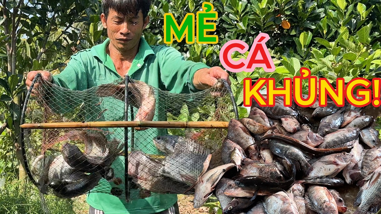 Ra Vườn Dỡ Lợp... Bất Ngờ Trúng Mẻ Cá Khủng | Làm Mồi Nhậu Lai Rai