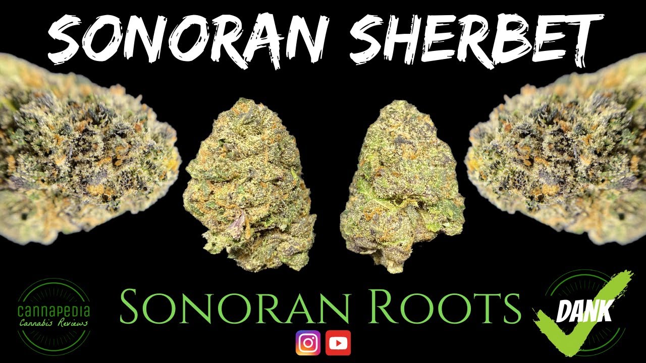 Sonoran Sherbet Strain Review - Sonoran Roots - Cannapedia